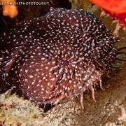 White spotted toadfish