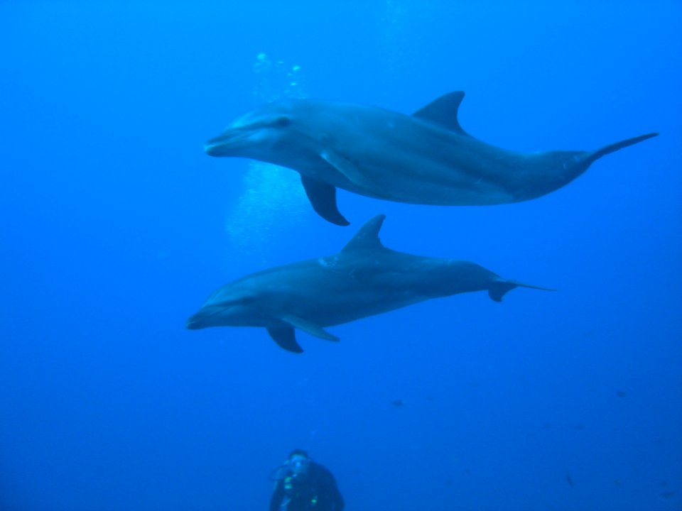 Dolphins - Rangiroa