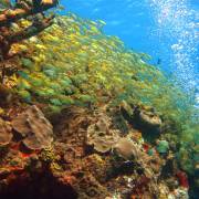 Beautiful Reef near Cancun