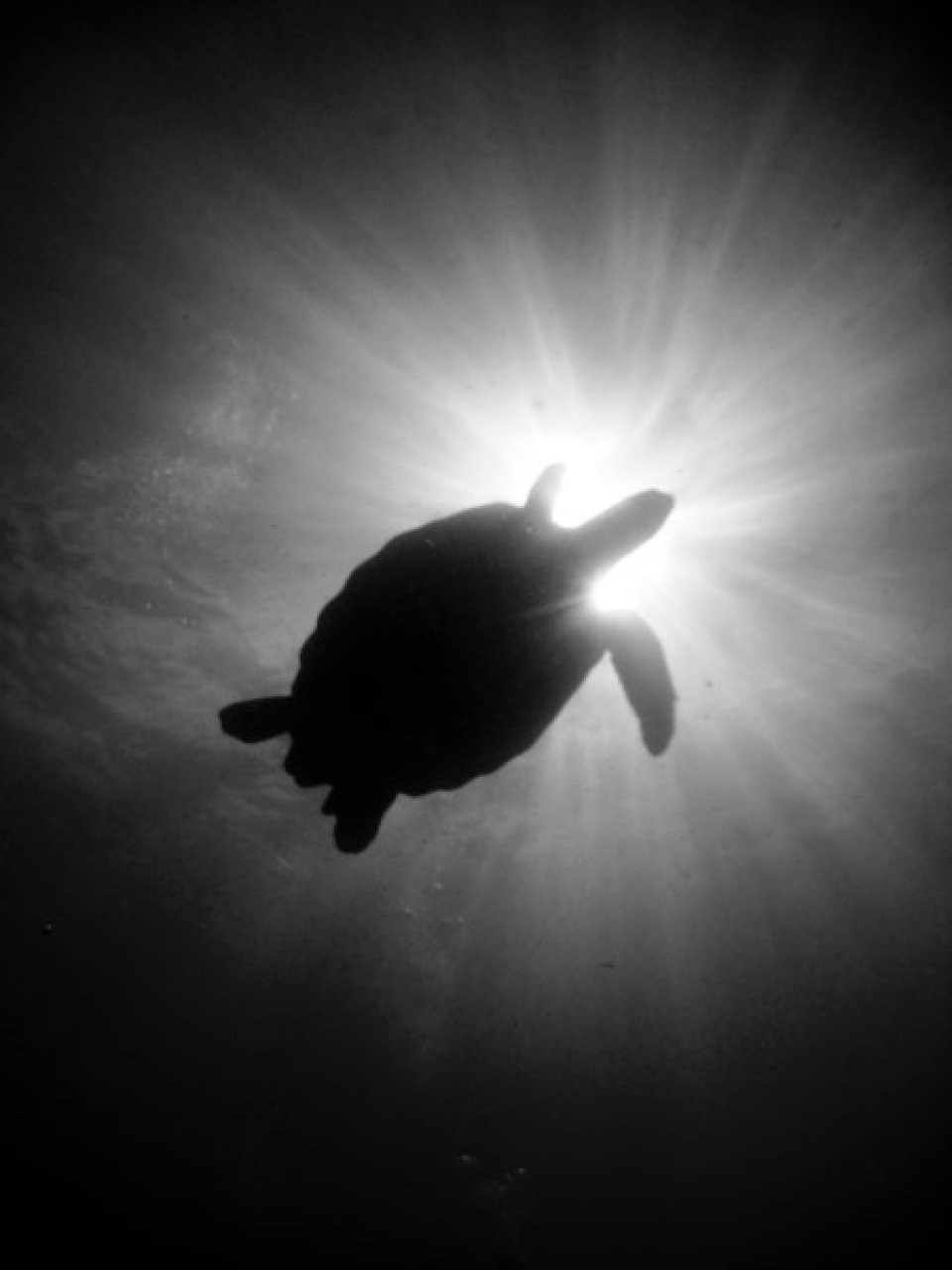 Turtles Amarilla Divers