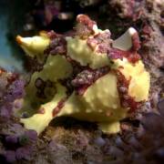 Frogfish Town