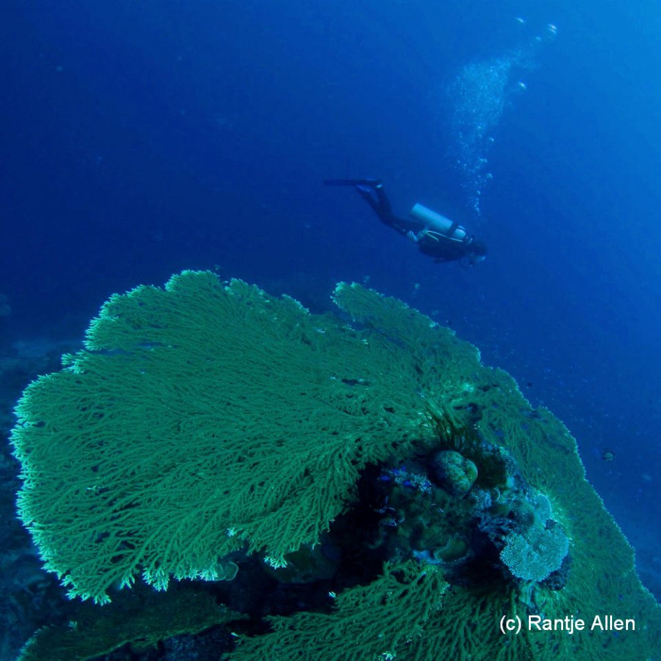 Diver with Table Coral at Mirabella Gorontalo