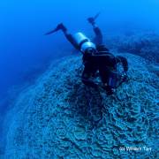 Diver hovers over Cabbage Coral at Sunken Island