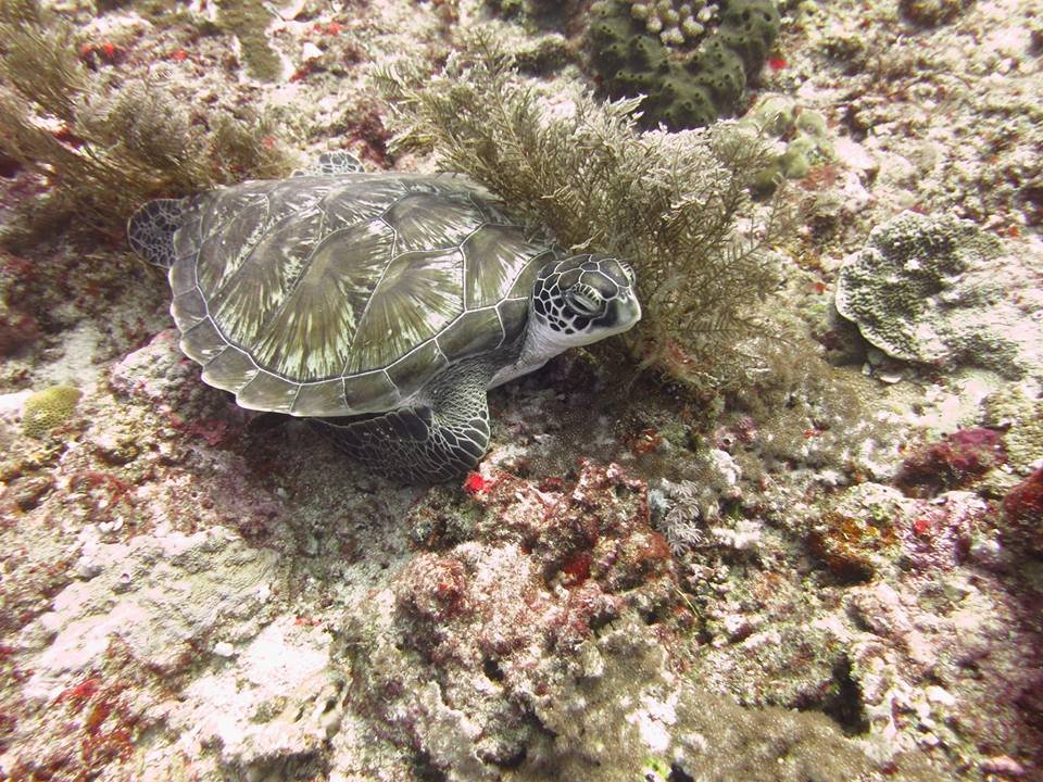 Baby Turtle at Shark Point