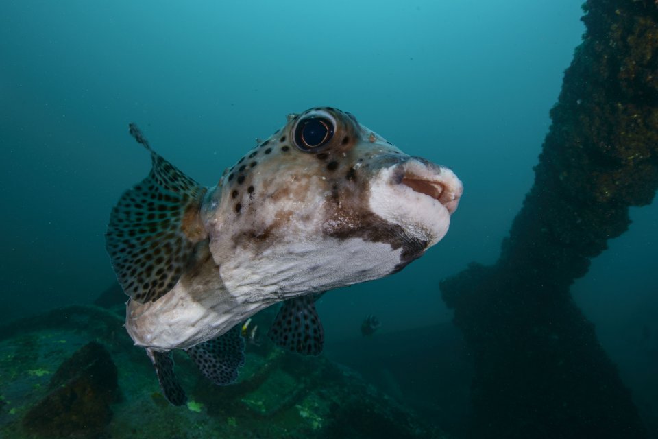 Burr fish at wreck taliarte