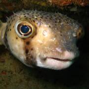 Burr Fish at Bodega de Fran