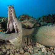 Moray eel at Channel