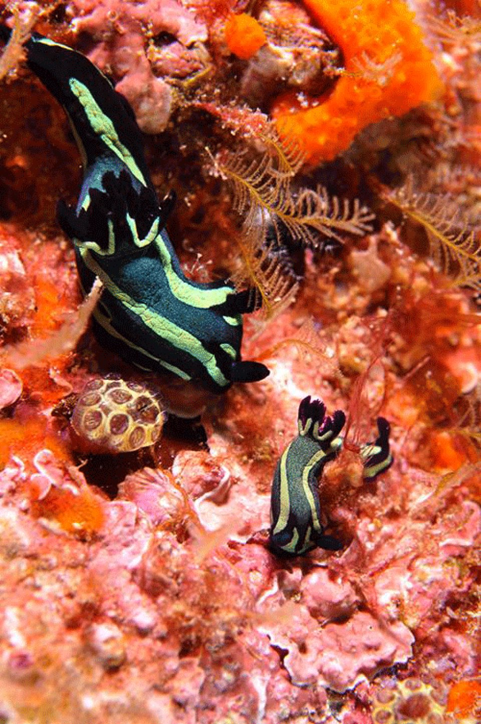 nudibranch at Channel