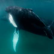 Humpback whales at Bodega de Mark