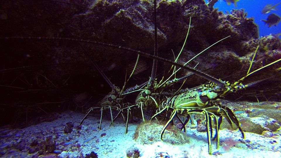 lobsters at Sabura