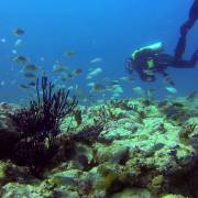 Diver at Catchupa