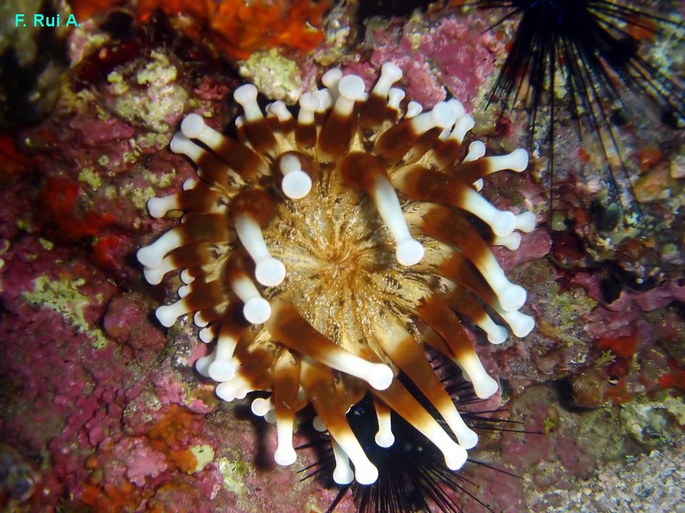 Anemona at Bicudas Reef