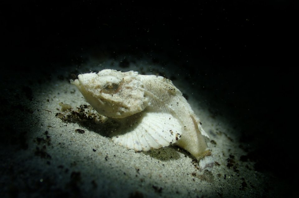 Albino scorpionfish 