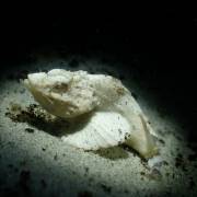 Albino scorpionfish 