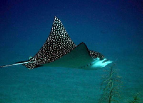 Eagle Ray with Legend Diving