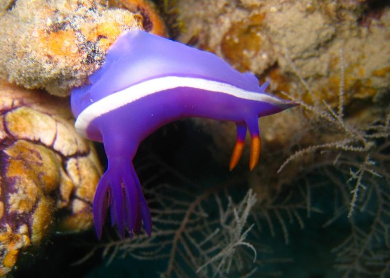 purple-gilled hypselodoris