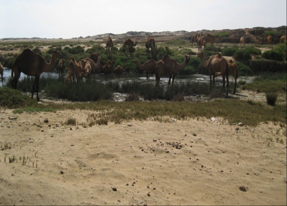 Camels from Mirbak to Hasik