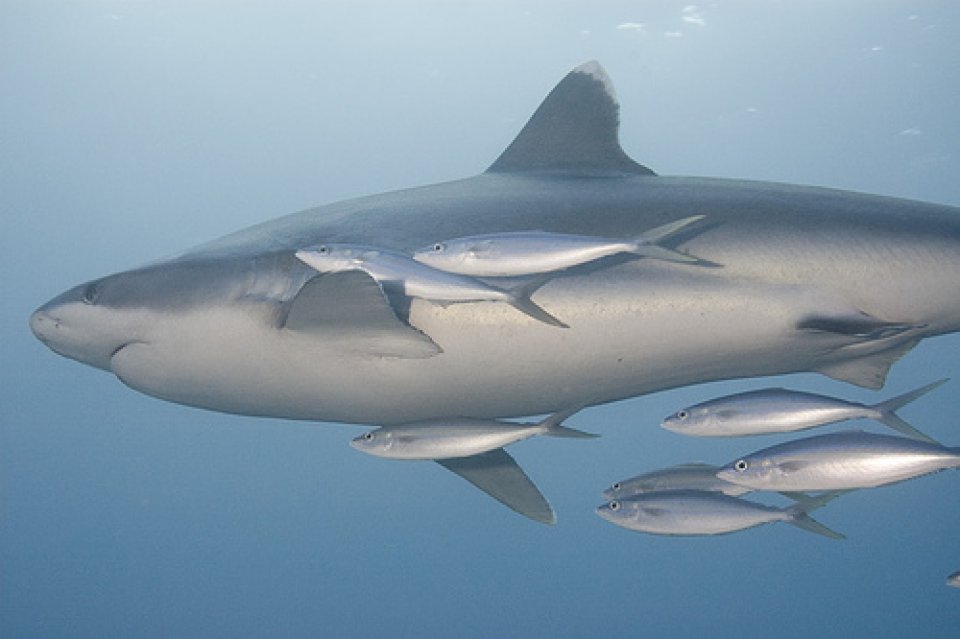 Silvertip Shark