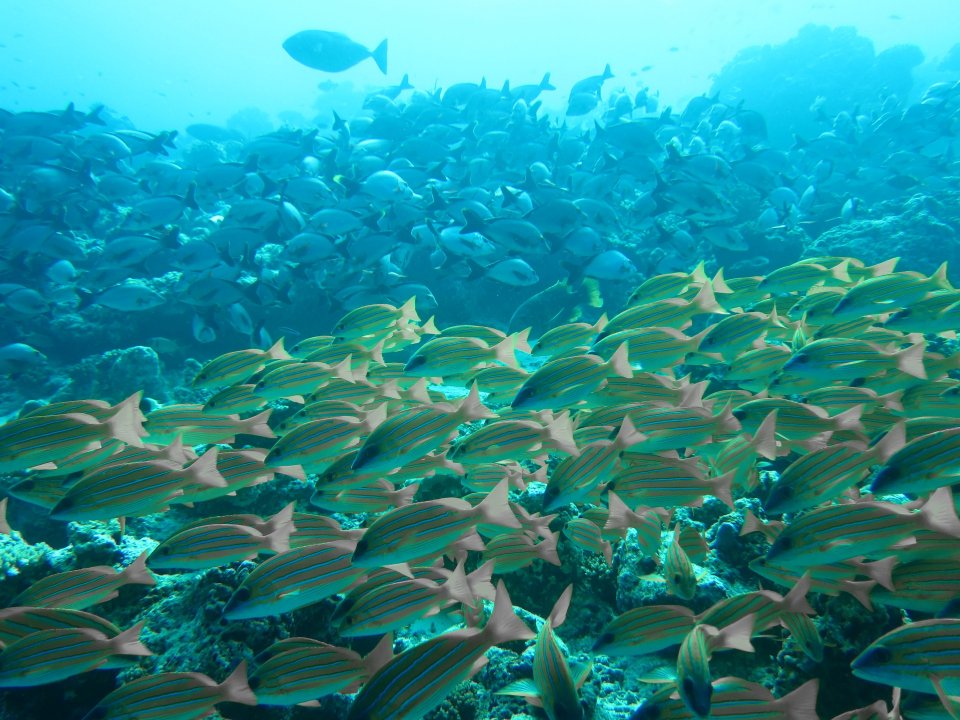 Baa Atoll diving