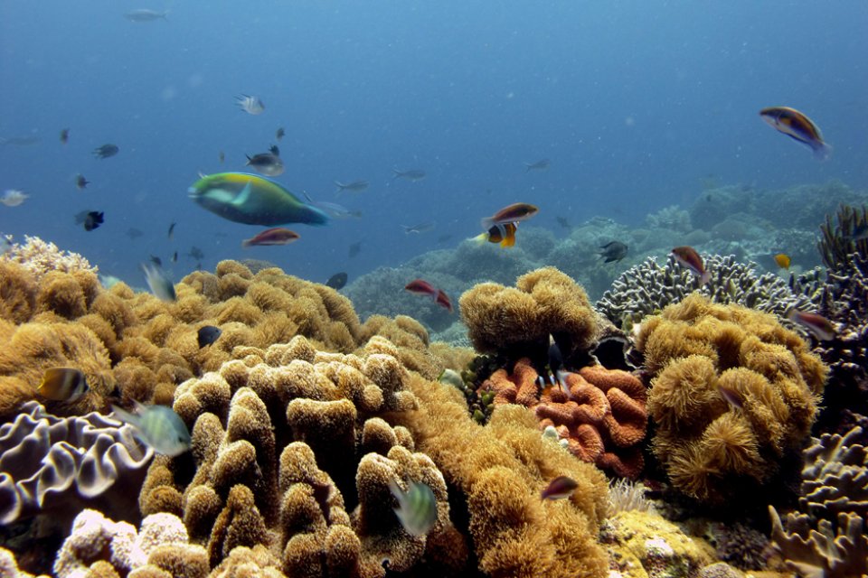Apo Island Underwater Atmosphere 