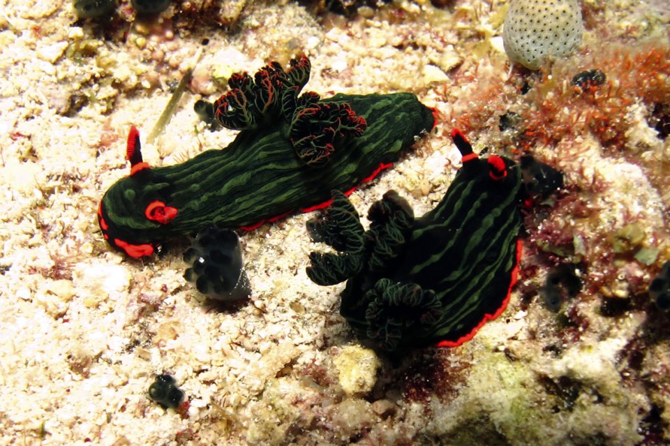 Apo Island Nudibranch
