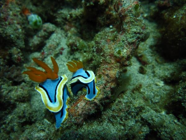 Dive at Blue Lagoon, Padang Bai, Bali, Indonesia