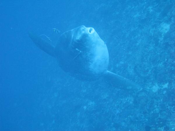 Beautifull Mola mola
