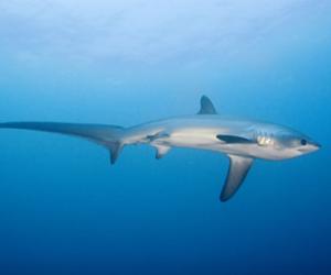 Thresher Shark, Malapascua Island by Kelvin Aitken
