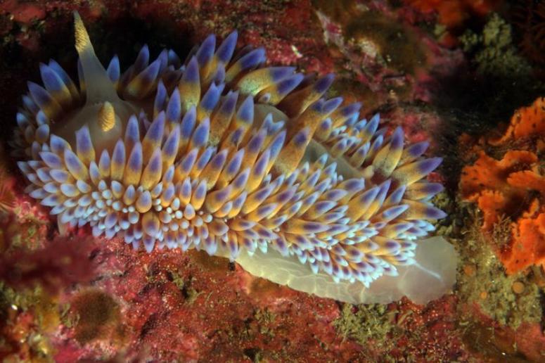 Nudibranch (Amed)