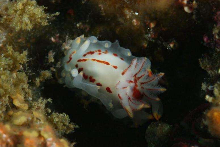 Nudibranch (Tulamben)