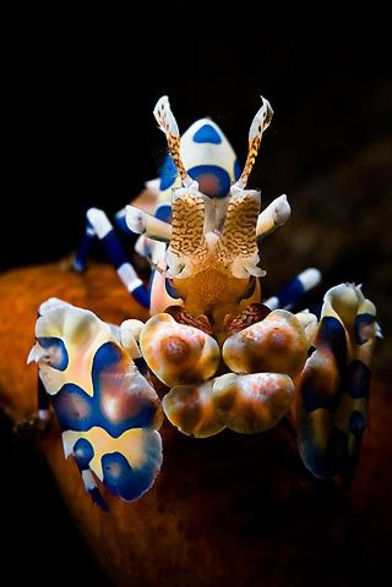 Harlequin Shrimp (Seraya)