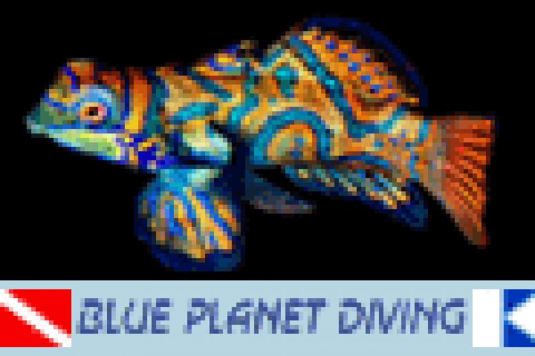 Mandarin fish - Blue Planet