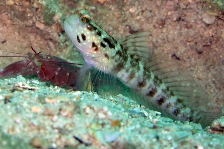 Ventral-Barred Shrimpgoby with Pistol Shrimp at Mae Haad, Koh Phangan