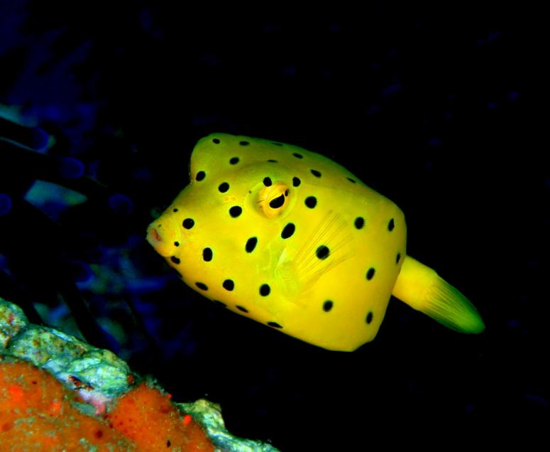Juvenile Yellow Boxfish at Sail Rock