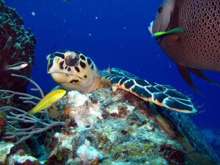 Turtle in Paraiso Reef 