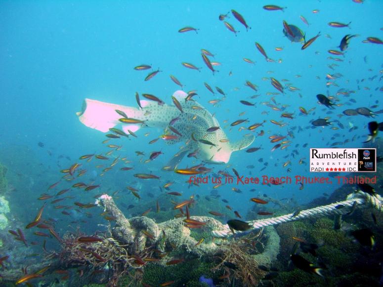 Leopard Shark, Anemone Reef