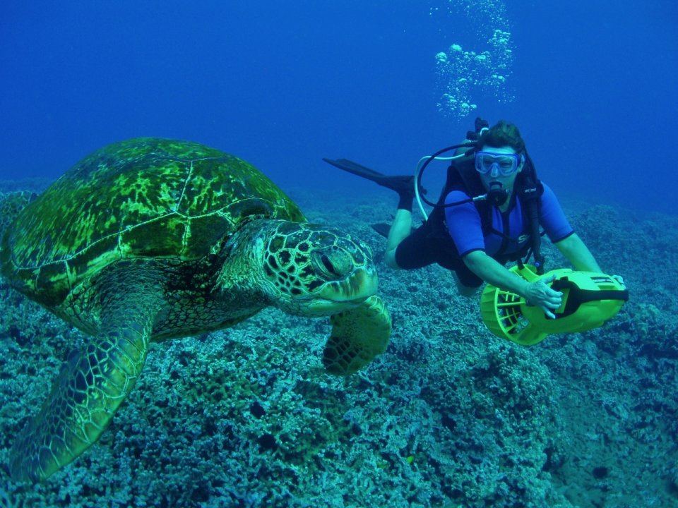 Scooter diver and Turtle