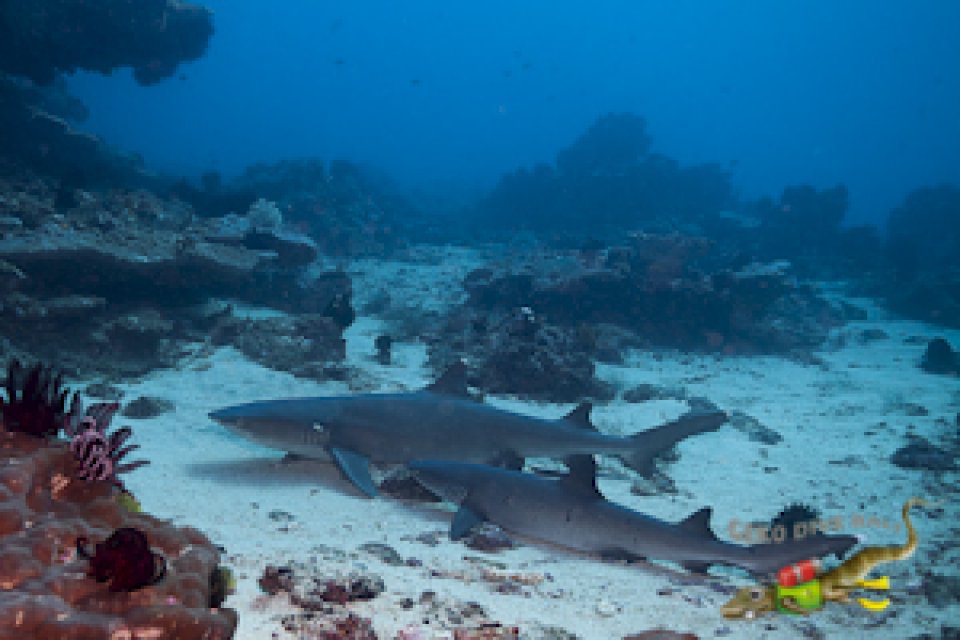 Whitetip reef sharks in Tanjung Sari dive site, Padang Bai