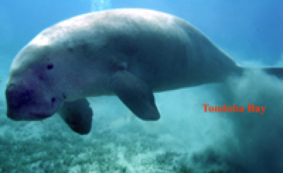 Dugong on the House Reef