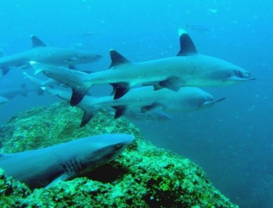 white tip reef sharks on every dive
