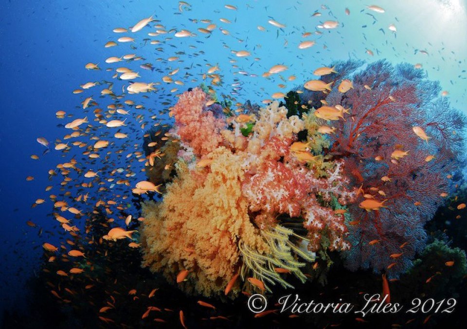Soft corals at Mellow Yellow - Bligh Water Fiji with Dive Wananavu Fiji