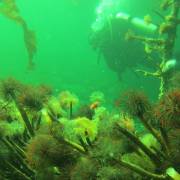 GreenSea Diving