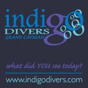 Indigo Divers