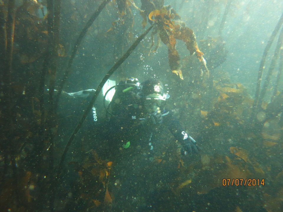 Kelp Forest Dive