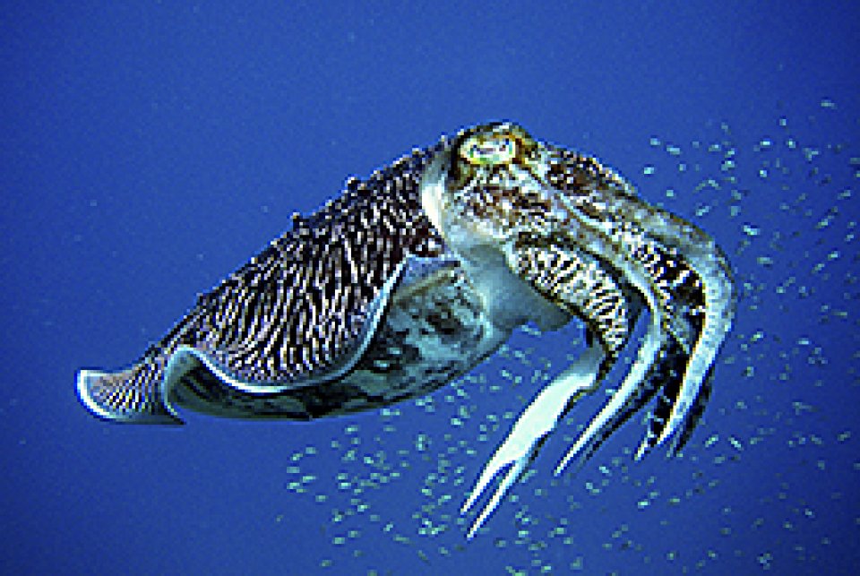 Reef Cuttlefish - mating season Feb-Mar