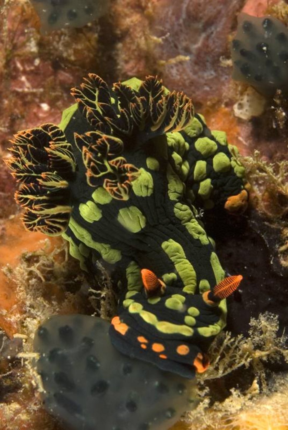 Tioman is heaven for Nudibranch lovers