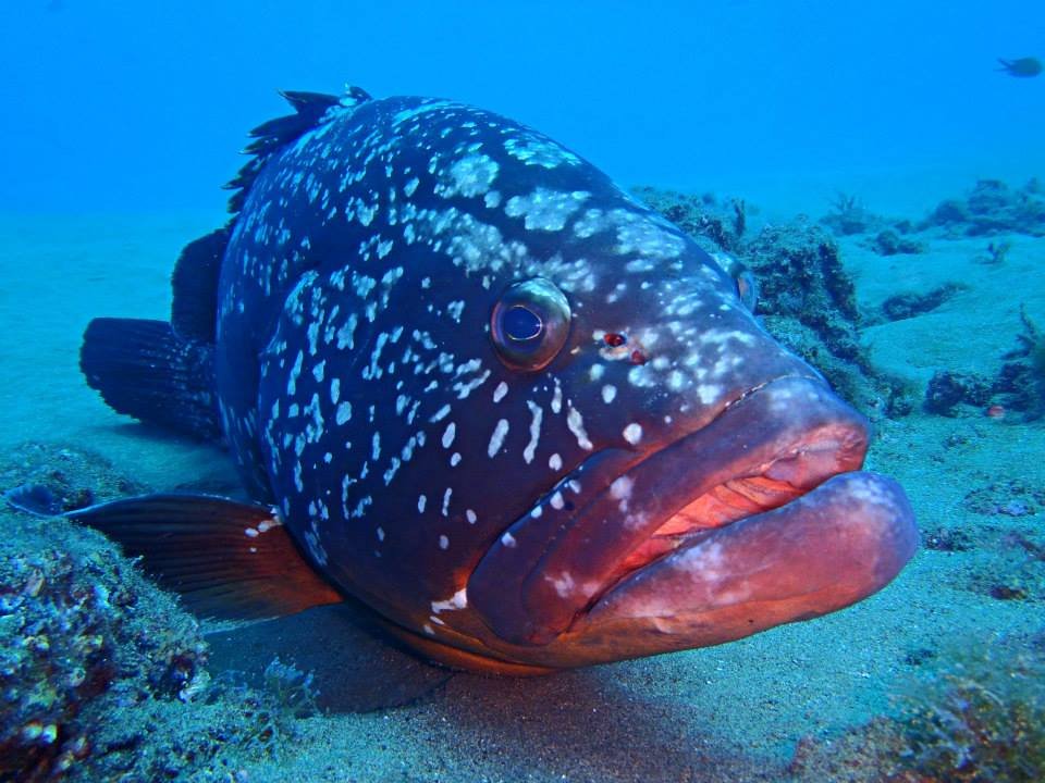 Our famous grouper Felix