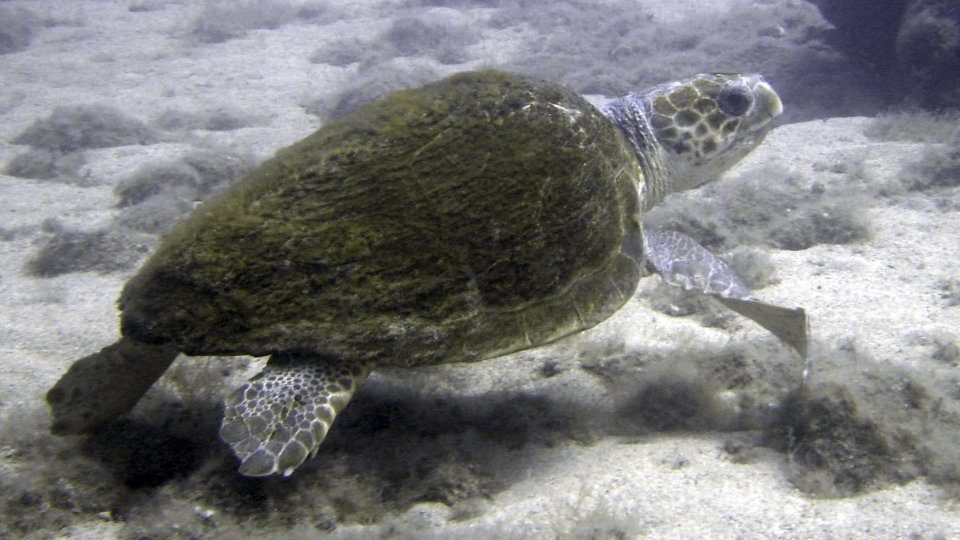 Sea turtle / tortuga boba
