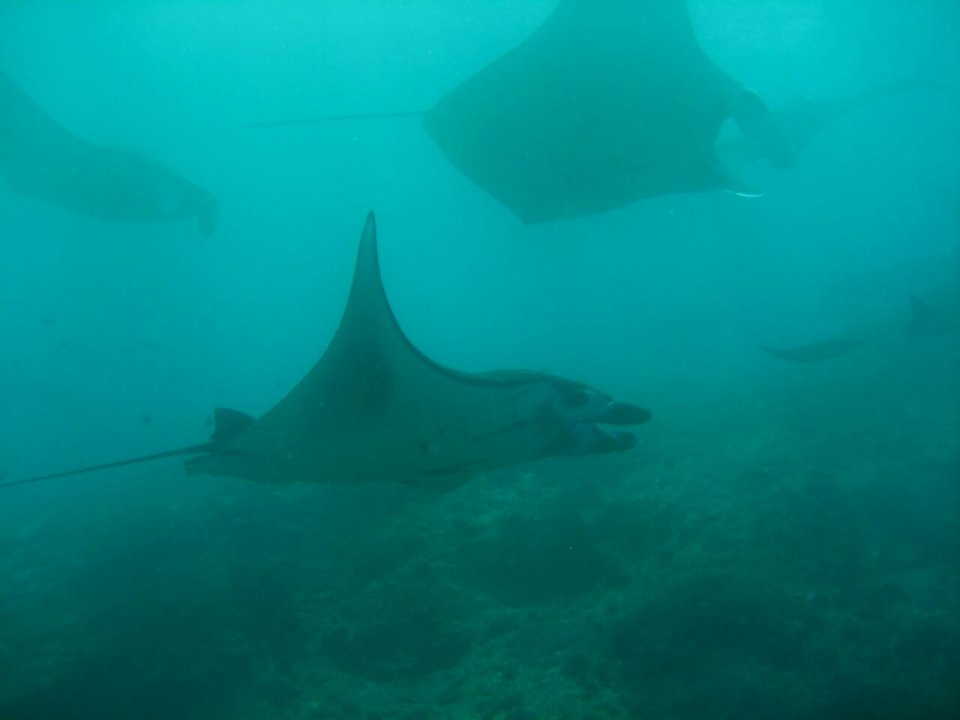 Manta Mania at Manta Point (Nusa Penida) - one of our frequent dive sites_diving.de diving CANDIDASA tauchen tauchschule bali candidasa indonesien
