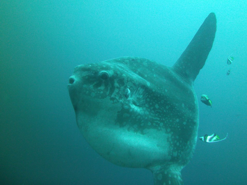 Ocean Sunfish - or Mola Mola - are frequently seen at Gili Mimpang and Gili Tepekong, just minutes away from our dive centre at diving CANDIDASA diving.DE tauchen tauchschule bali candidasa indonesien